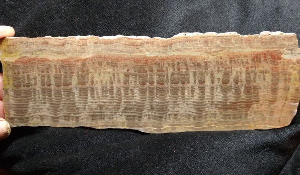 Polished fossil stromatolite. Pseudogymnosolenid type. DOG165