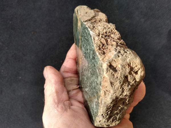 Polished fossil stromatolite. Alcheringa narrina. ALC150