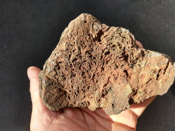 Polished fossil stromatolite. Alcheringa narrina. ALC150