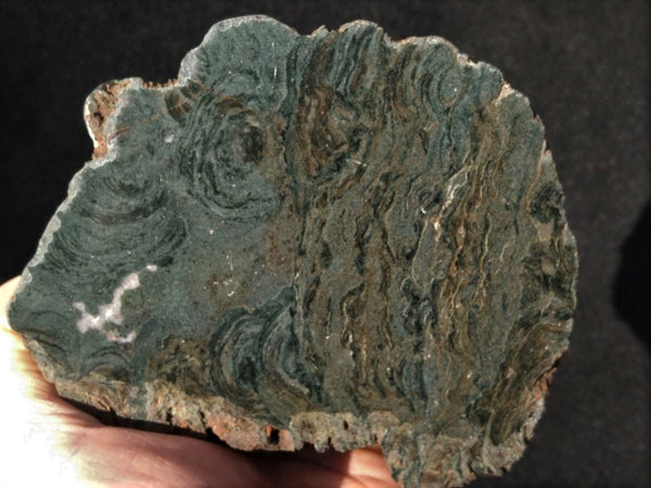 Polished fossil stromatolite. Alcheringa narrina. ALC152
