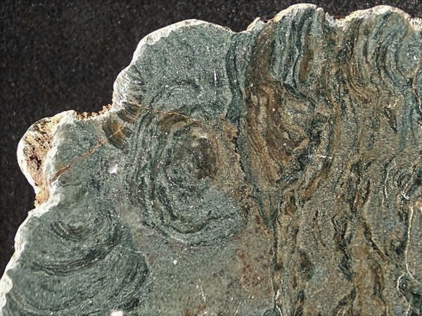 Polished fossil stromatolite. Alcheringa narrina. ALC152