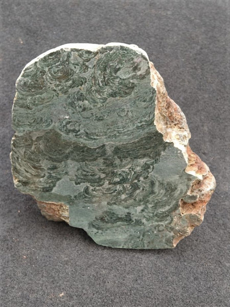 Polished fossil stromatolite. Alcheringa narrina. ALC153