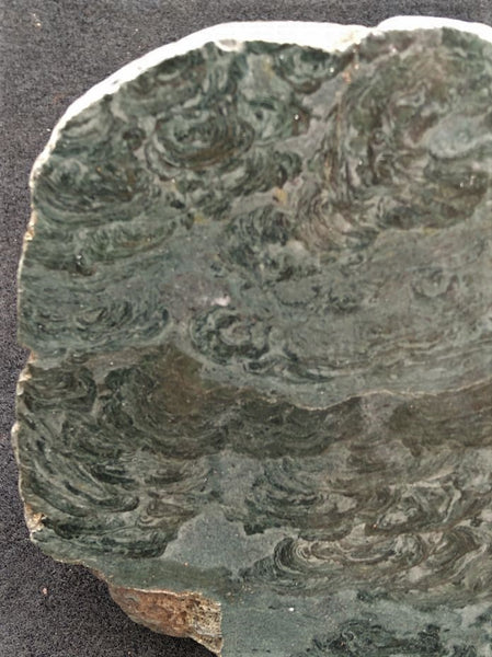 Polished fossil stromatolite. Alcheringa narrina. ALC153