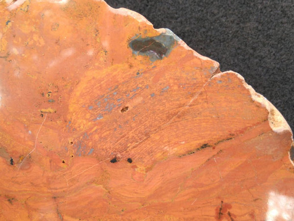 Polished fossil stromatolite. Carawine Dolomite CD102