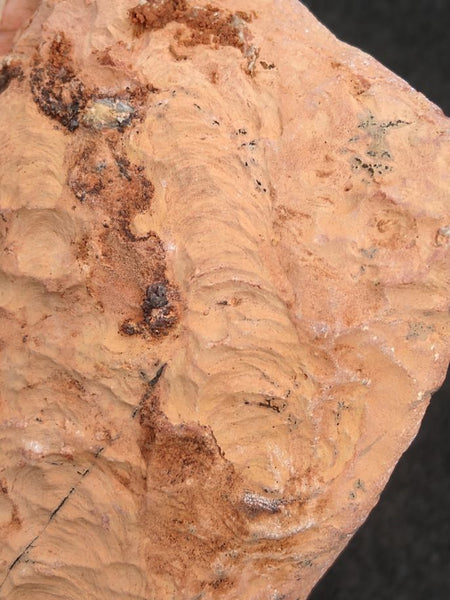 Polished fossil stromatolite. Carawine Dolomite CD104