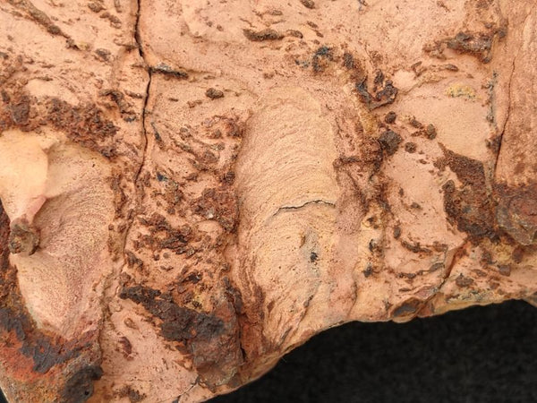 Polished fossil stromatolite. Carawine Dolomite CD103