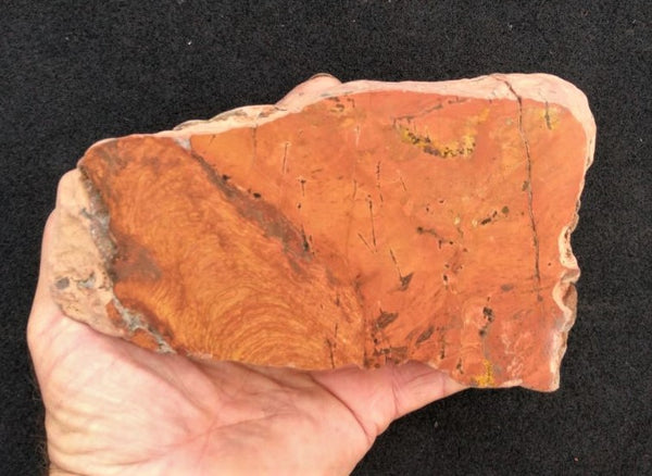 Polished fossil stromatolite. Carawine Dolomite CD103