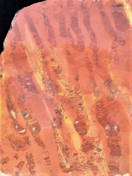 Polished fossil stromatolite. Wyloo Group. WG101