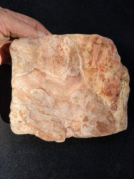 Polished fossil stromatolite. Wyloo Group. WG101