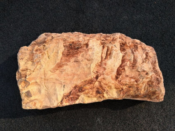 Polished fossil stromatolite. Wyloo Group. WG102