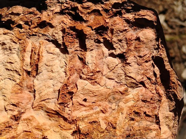 Polished fossil stromatolite. Wyloo Group. WG102