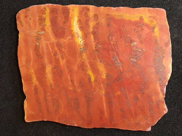 Polished fossil stromatolite. Wyloo Group. WG103