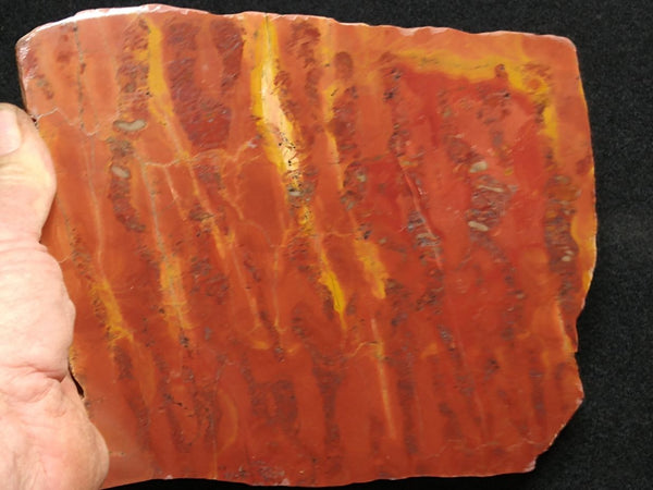 Polished fossil stromatolite. Wyloo Group. WG103