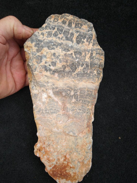 Polished fossil stromatolite. Asperia ashburtonia. ASP150