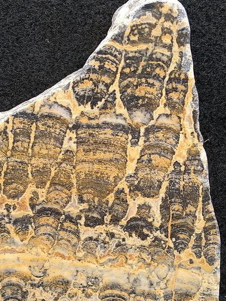 Polished fossil stromatolite. Asperia ashburtonia. ASP151