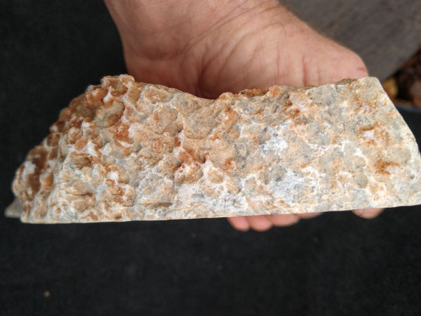 Polished fossil stromatolite. Asperia ashburtonia. ASP151