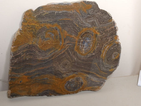 Polished fossil stromatolite . Conophyton garganicum australe.   CPH119
