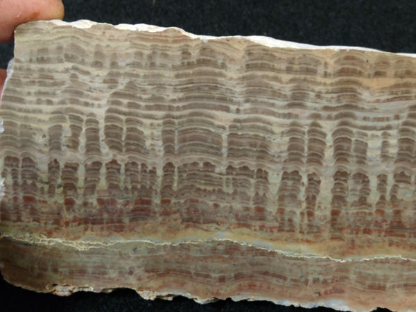 Polished fossil stromatolite. Pseudogymnosolenid type. DOG166