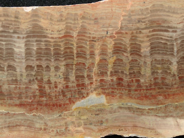 Polished fossil stromatolite. Pseudogymnosolenid type. DOG166