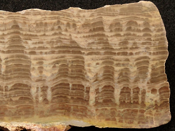 Polished fossil stromatolite. Pseudogymnosolenid type. DOG167