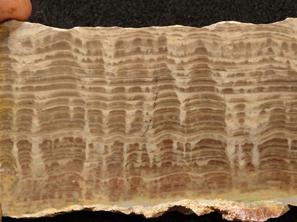 Polished fossil stromatolite. Pseudogymnosolenid type. DOG167