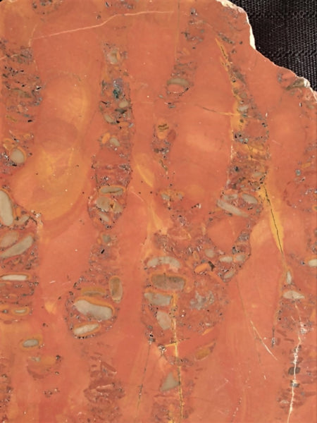 Polished fossil stromatolite. Wyloo Group. WG105