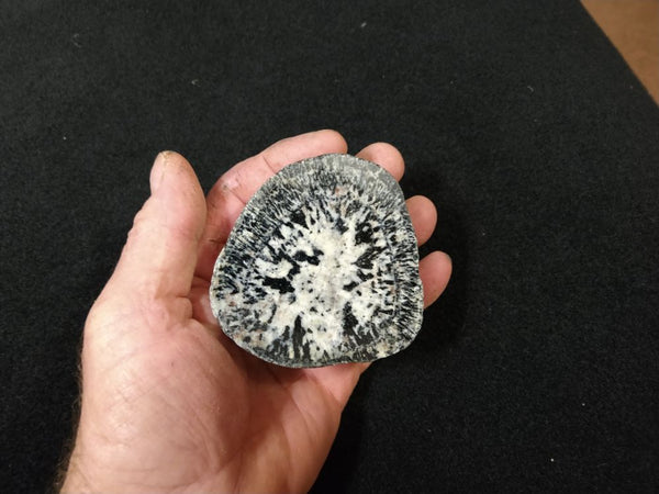 Polished Orbicular Granite. OG151