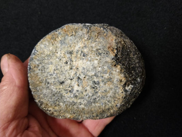 Polished Orbicular Granite. OG157