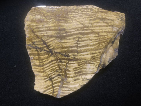 Polished fossil stromatolite. Strelley Pool Formation SPF120