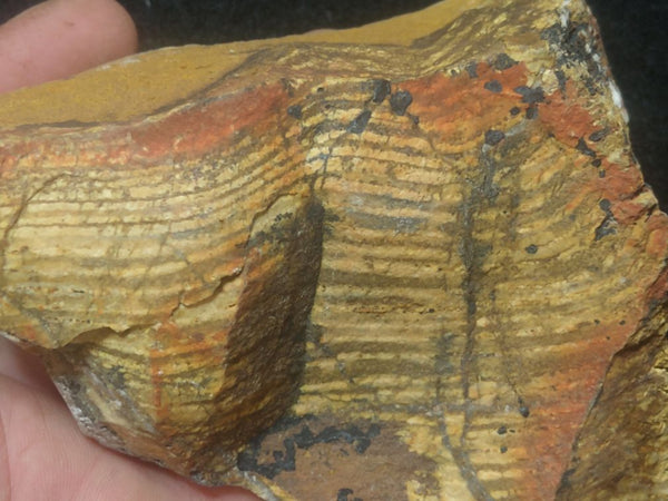 Polished fossil stromatolite. Strelley Pool Formation SPF120