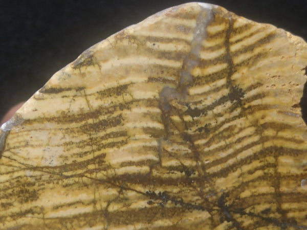 Polished fossil stromatolite. Strelley Pool Formation SPF120