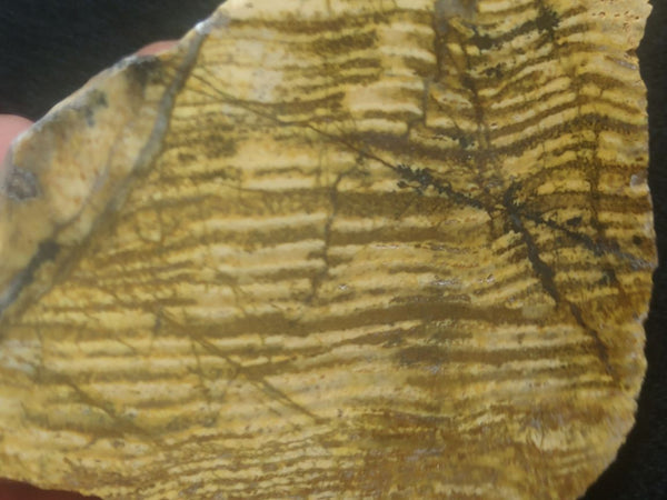 Polished fossil stromatolite. Strelley Pool Formation SPF120