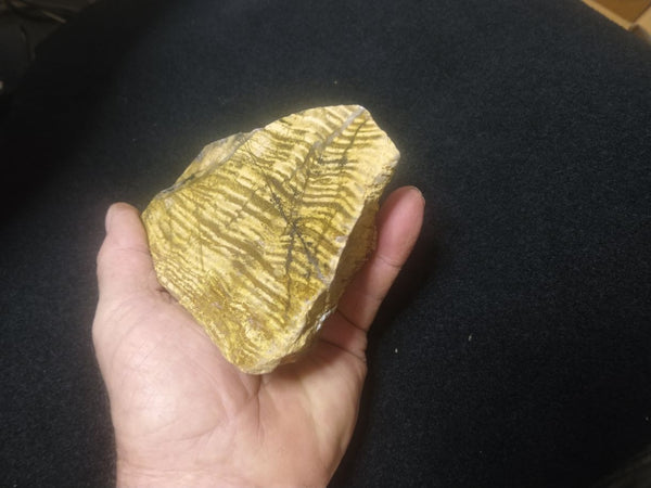 Polished fossil stromatolite. Strelley Pool Formation SPF120