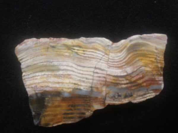 Polished fossil stromatolite. Strelley Pool Formation SPF121