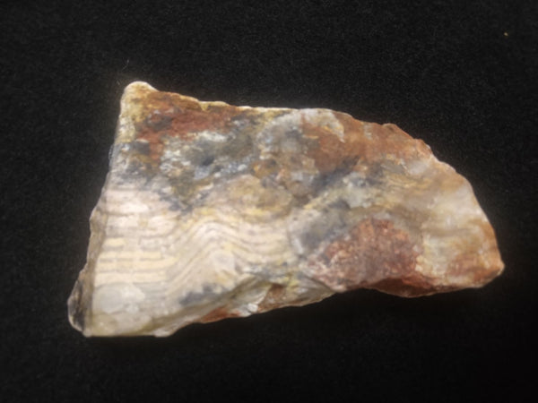 Polished fossil stromatolite. Strelley Pool Formation SPF121