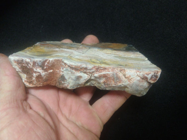 Polished fossil stromatolite. Strelley Pool Formation SPF121