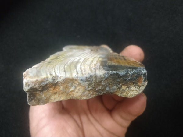 Polished fossil stromatolite. Strelley Pool Formation SPF121