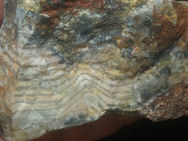 Polished fossil stromatolite. Strelley Pool Formation SPF121