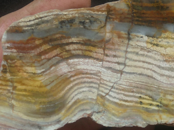 Polished fossil stromatolite. Strelley Pool Formation SPF121