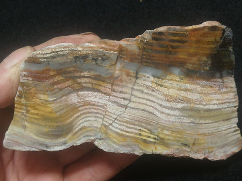 Polished fossil stromatolite. Strelley Pool Formation SPF121