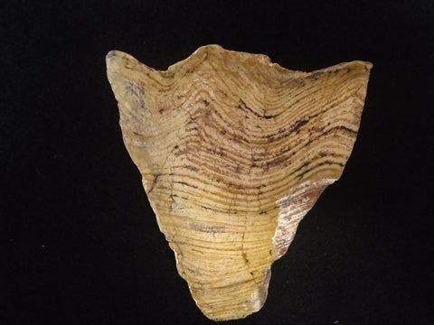 Polished fossil stromatolite. Strelley Pool Formation SPF123