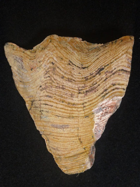 Polished fossil stromatolite. Strelley Pool Formation SPF123