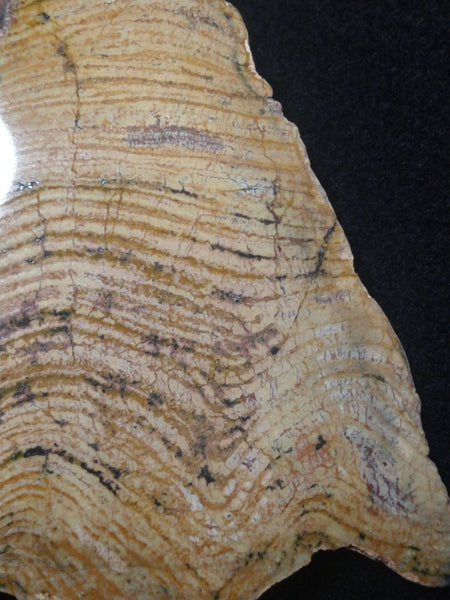 Polished fossil stromatolite. Strelley Pool Formation SPF123