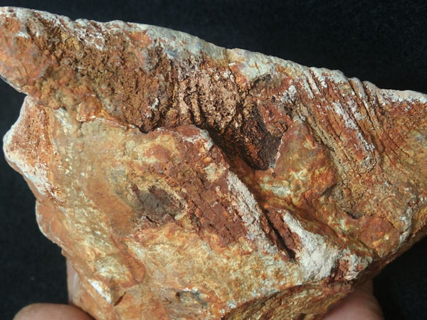 Polished fossil stromatolite. Strelley Pool Formation SPF123