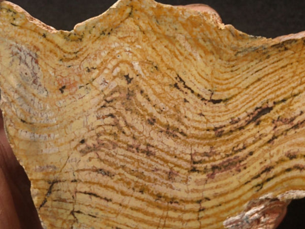 Polished fossil stromatolite. Strelley Pool Formation SPF123