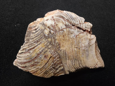 Polished fossil stromatolite. Strelley Pool Formation SPF124