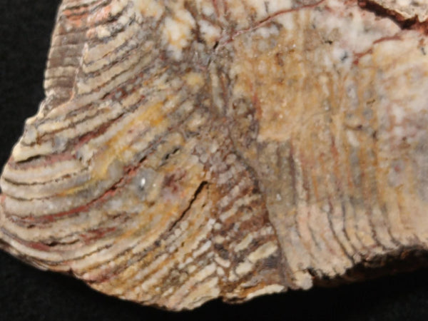 Polished fossil stromatolite. Strelley Pool Formation SPF124