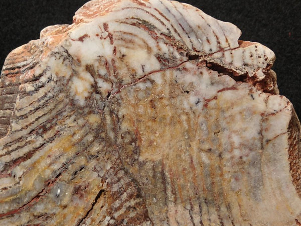 Polished fossil stromatolite. Strelley Pool Formation SPF124