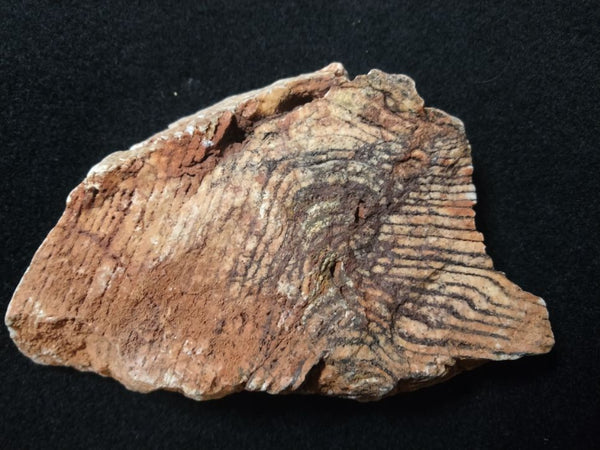 Polished fossil stromatolite. Strelley Pool Formation SPF124