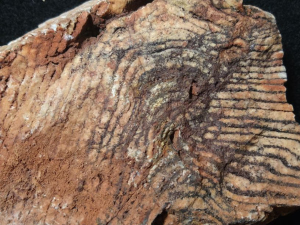 Polished fossil stromatolite. Strelley Pool Formation SPF124